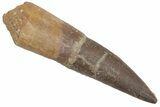 Fossil Plesiosaur (Zarafasaura) Tooth - Morocco #215850-1